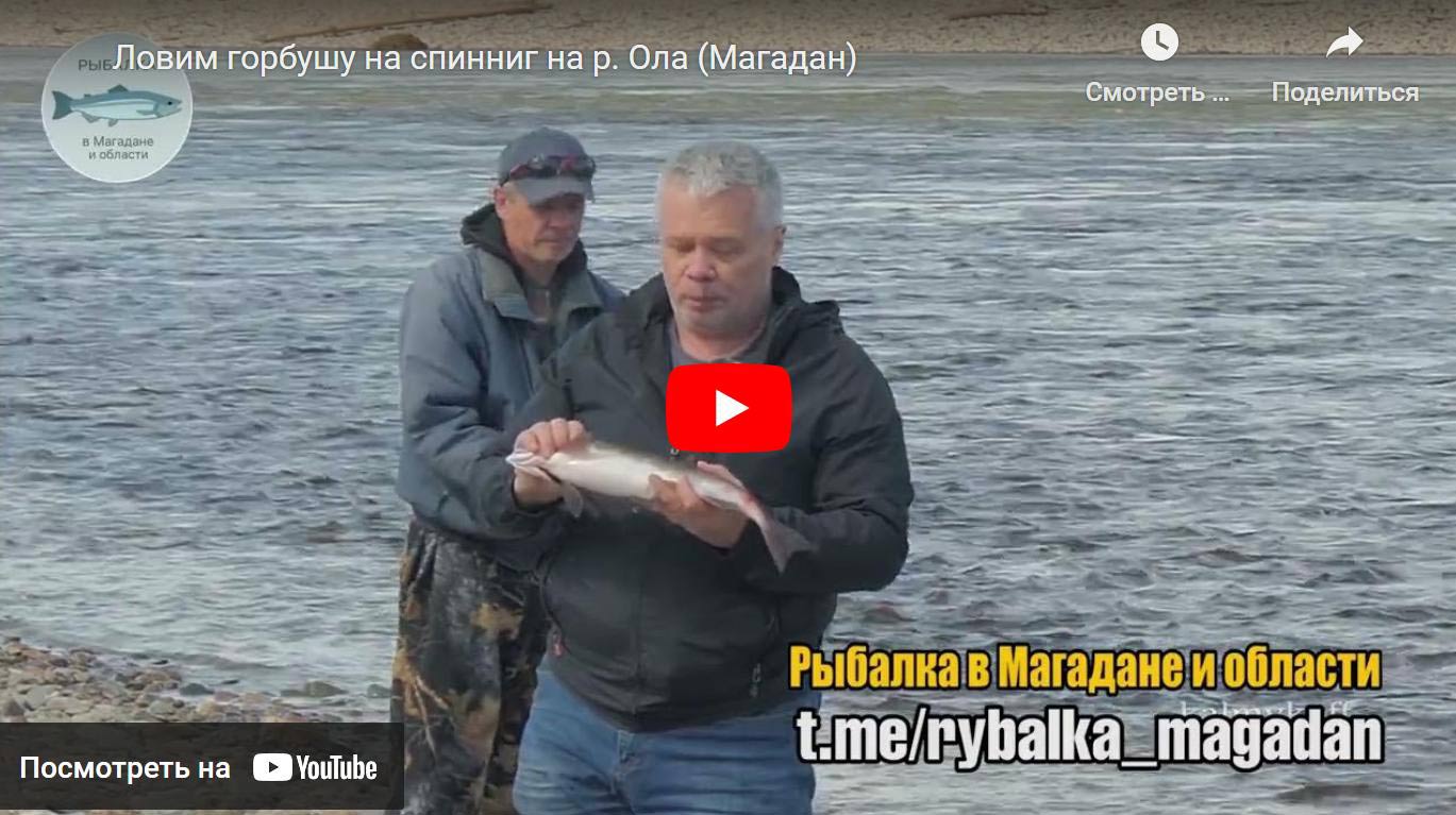 Видео: Ловим горбушу на спиннинг на р.Ола